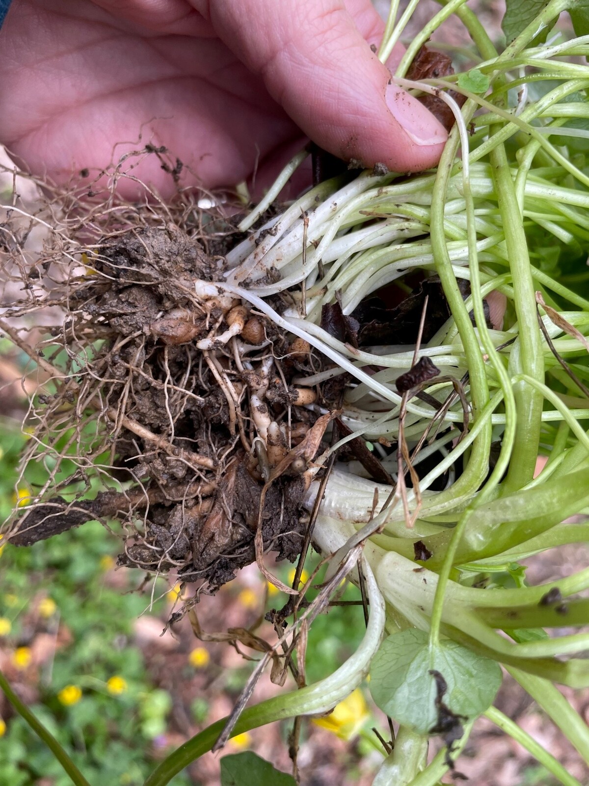 Plant roots